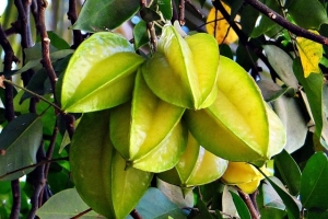 Carambola - Benefícios para a Saúde